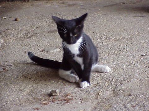 Photos\BarnCats\MVC-063x.jpg